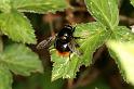Volucella_bombylans_D6104_Z_88_Les Gris_Frankrijk